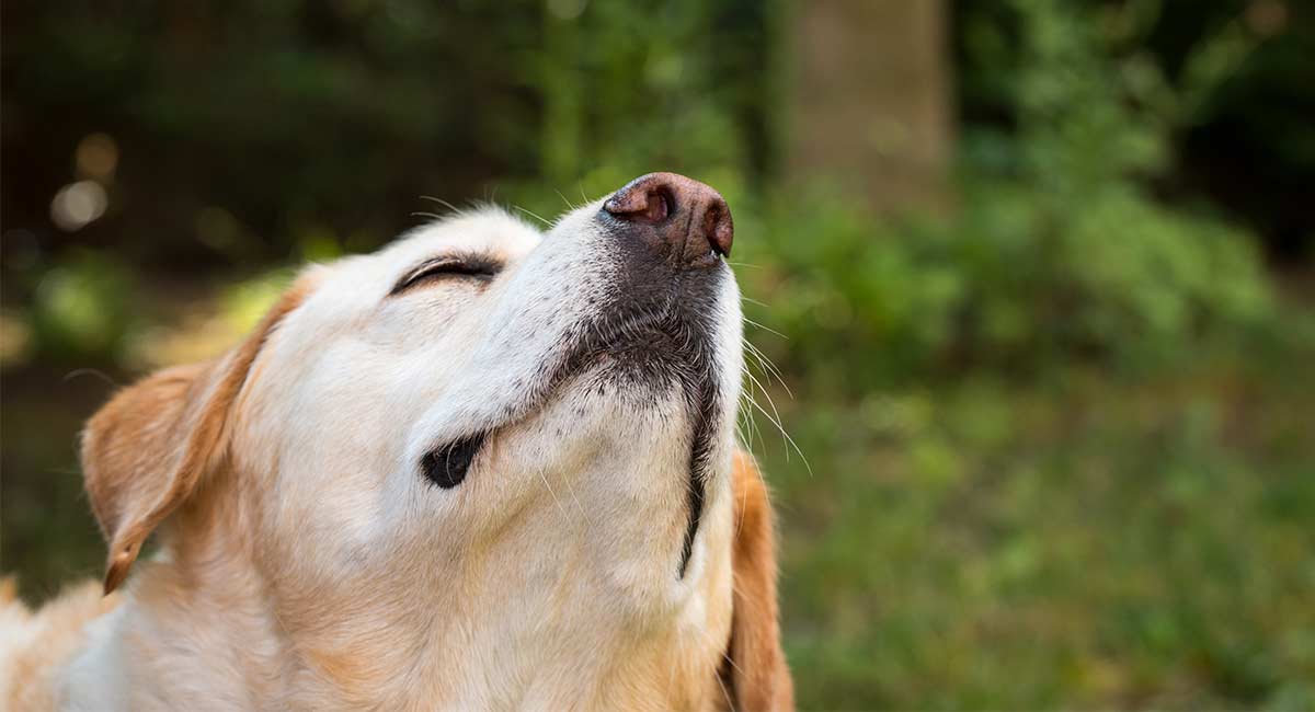 Dogs can smell when we’re stressed